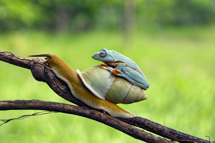funny-animals-frog-riding-snail-kurito-afsheen-indonesia-1
