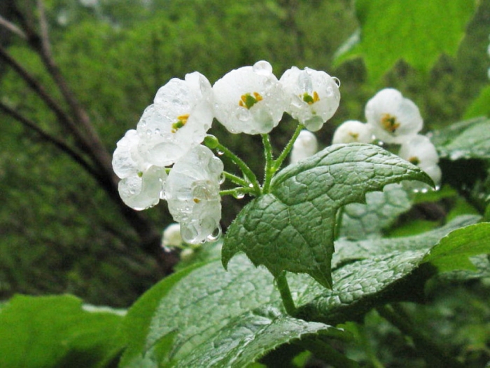 transparent-rain-wet-skeleton-flowers-diphylleia-grayi-11