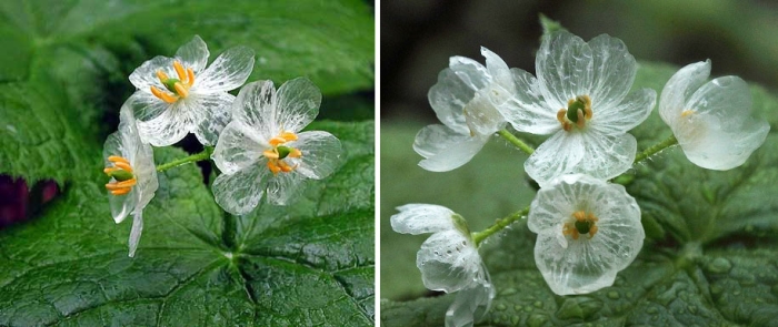 transparent-rain-wet-skeleton-flowers-diphylleia-grayi-23