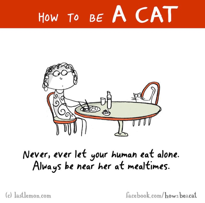funny-illustration-guide-how-to-be-cat-lisa-swerling-ralph-lazar-44
