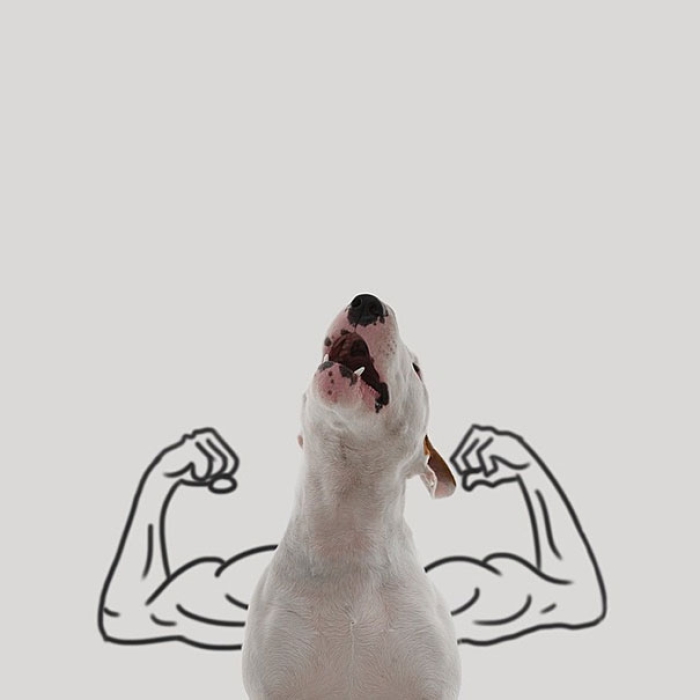 dog-interactive-illustrations-jimmy-choo-rafael-mantesso-15