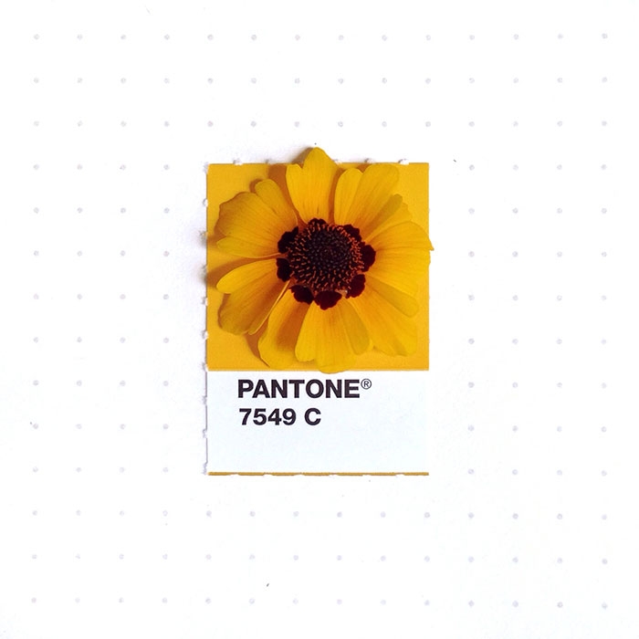 pantone-matches-tiny-pms-match-inka-mathew-19