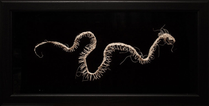 disturbing-crocheted-yarn-glue-animal-skeletons-caitlin-mccormack-10