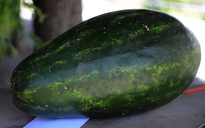 watermelon-carving-dragon-valeriano-fatica-italy-11