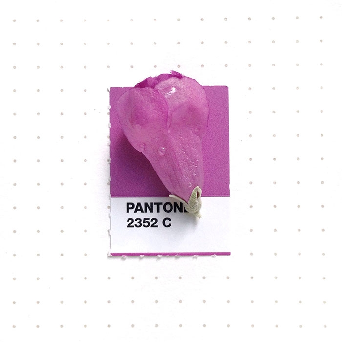 pantone-matches-tiny-pms-match-inka-mathew-29