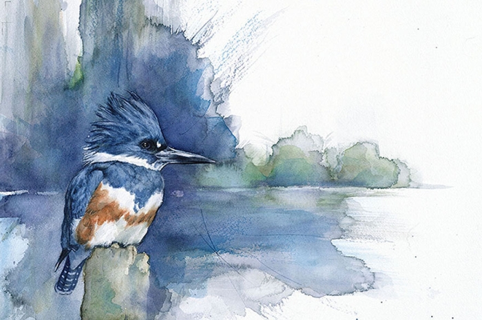 biologist-waterpainting-birds-anne-balogh-2