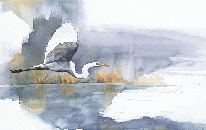 biologist-waterpainting-birds-anne-balogh-3
