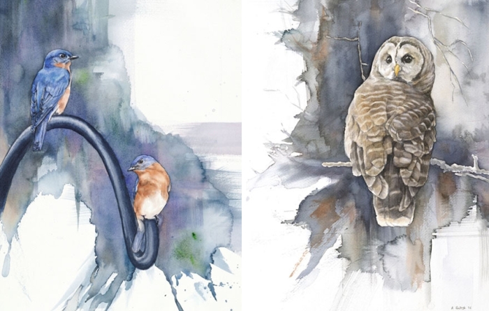 biologist-waterpainting-birds-anne-balogh-8