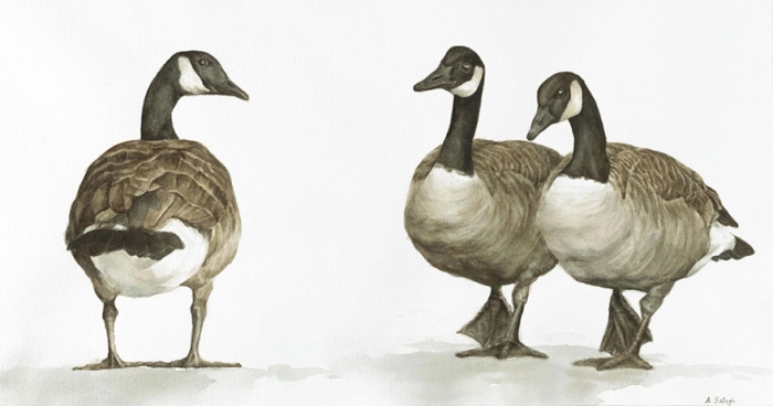 biologist-waterpainting-birds-anne-balogh-7