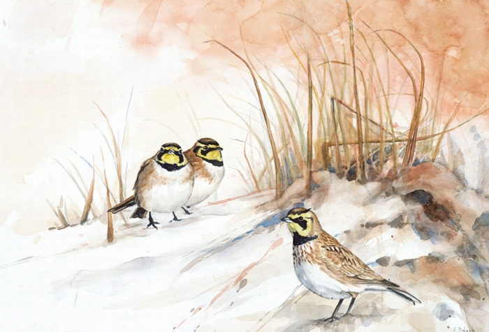 biologist-waterpainting-birds-anne-balogh-5