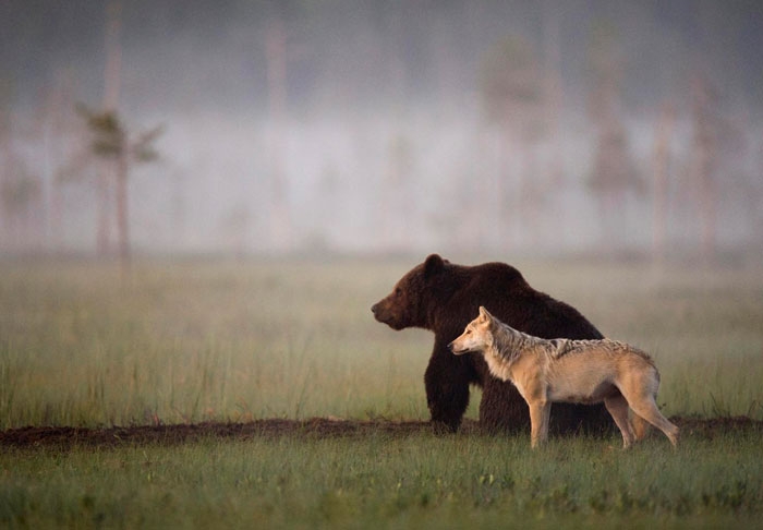 unusual-animal-friendship-gray-wolf-brown-bear-lassi-rautiainen-finland-91