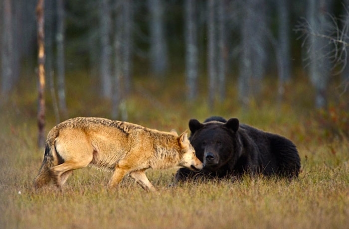unusual-animal-friendship-gray-wolf-brown-bear-lassi-rautiainen-finland-111