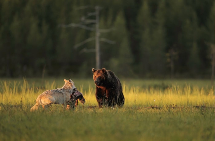 unusual-animal-friendship-gray-wolf-brown-bear-lassi-rautiainen-finland-101
