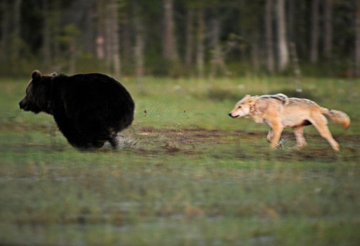 unusual-animal-friendship-gray-wolf-brown-bear-lassi-rautiainen-finland-21