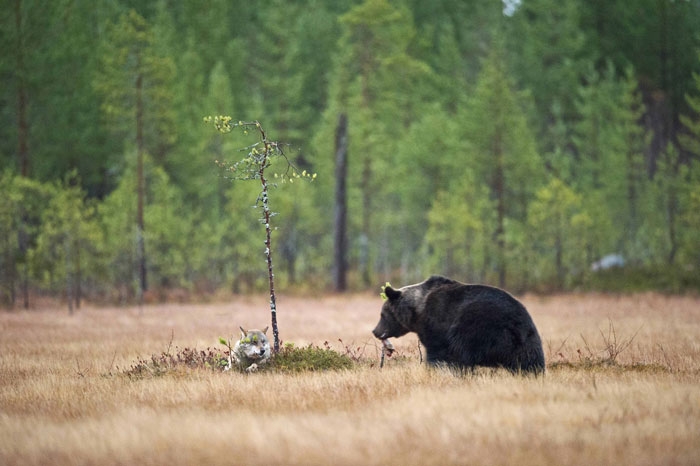 unusual-animal-friendship-gray-wolf-brown-bear-lassi-rautiainen-finland-51