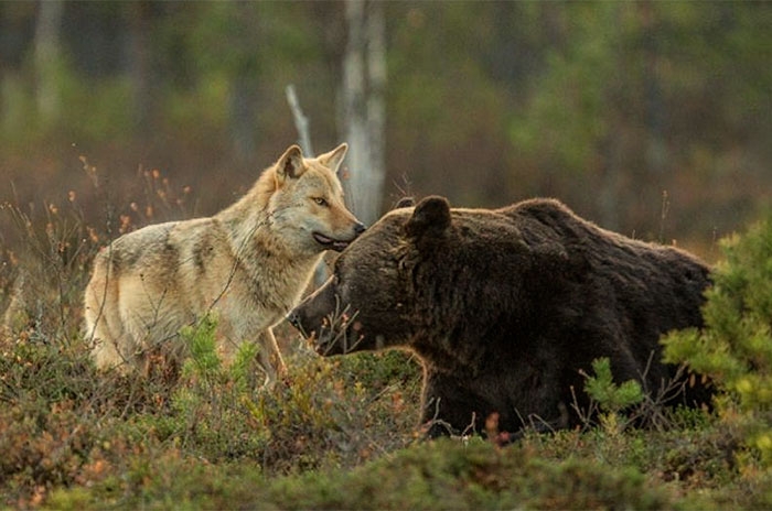 unusual-animal-friendship-gray-wolf-brown-bear-lassi-rautiainen-finland-18