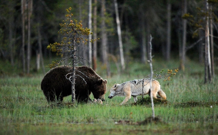 unusual-animal-friendship-gray-wolf-brown-bear-lassi-rautiainen-finland-81