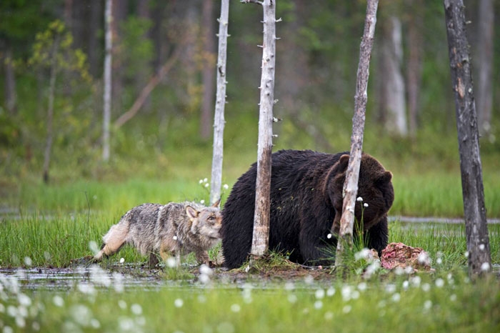 unusual-animal-friendship-gray-wolf-brown-bear-lassi-rautiainen-finland-141