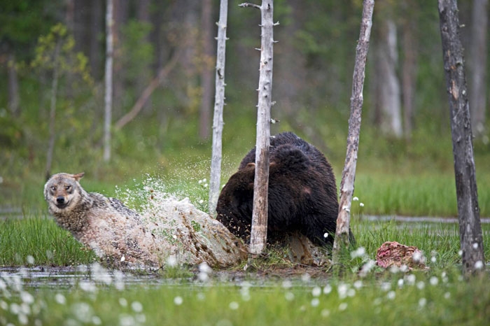 unusual-animal-friendship-gray-wolf-brown-bear-lassi-rautiainen-finland-151