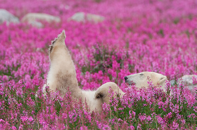 Photographer Documents  Bears Playing In Flower Fields During Summer Vacation