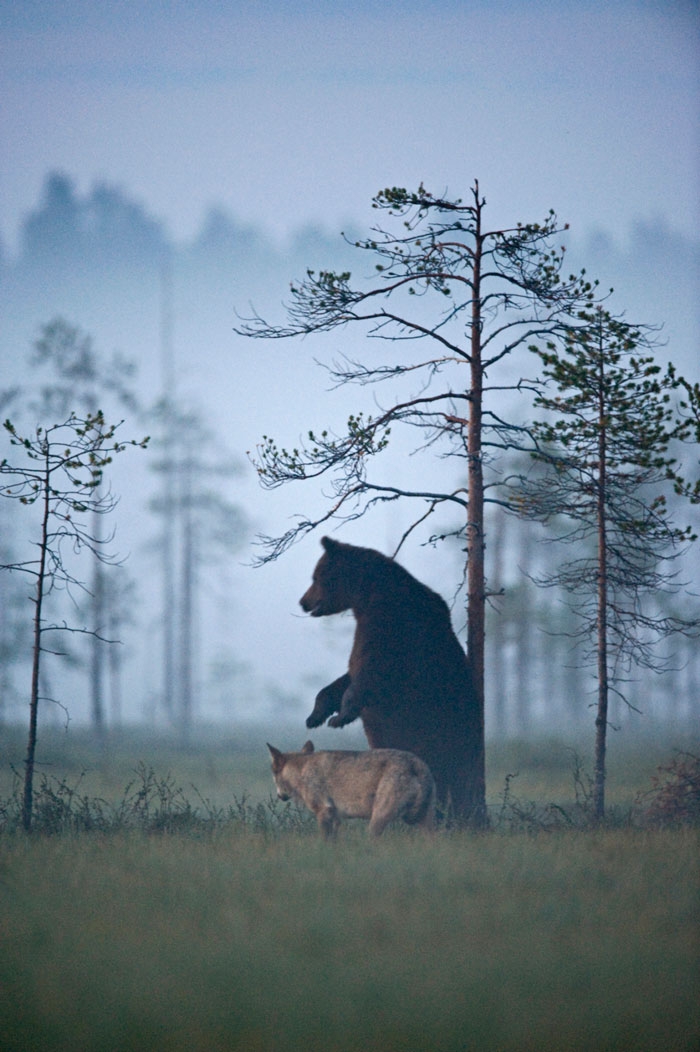 unusual-animal-friendship-gray-wolf-brown-bear-lassi-rautiainen-finland-131