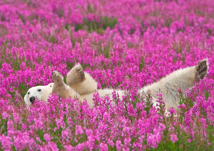 polar-bears-summer-fields-playing-photo-dennis-fast-canada-1