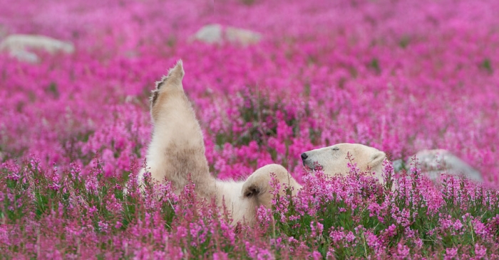 polar-bears-summer-fields-playing-photo-dennis-fast-canada-20