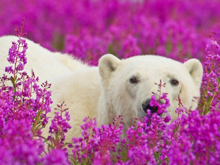 polar-bears-summer-fields-playing-photo-dennis-fast-canada-14