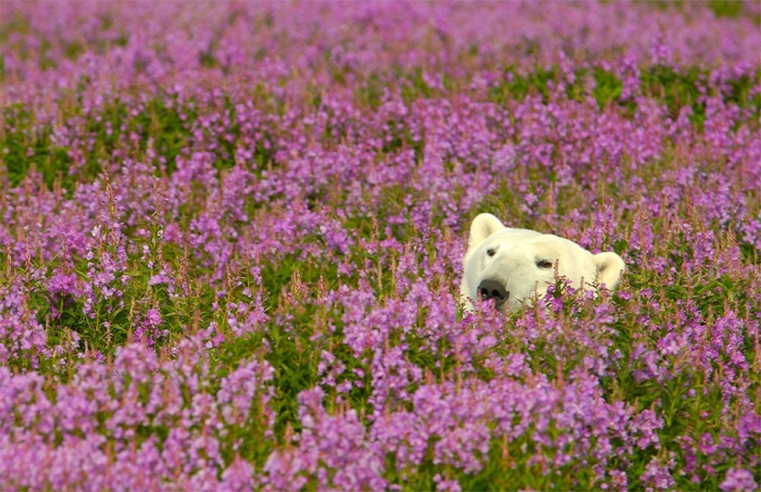 polar-bears-summer-fields-playing-photo-dennis-fast-canada-15