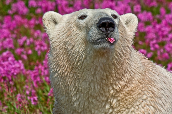 polar-bears-summer-fields-playing-photo-dennis-fast-canada-23