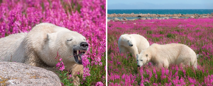 polar-bears-summer-fields-playing-photo-dennis-fast-canada-19