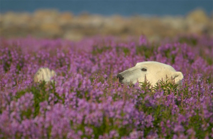 polar-bears-summer-fields-playing-photo-dennis-fast-canada-18