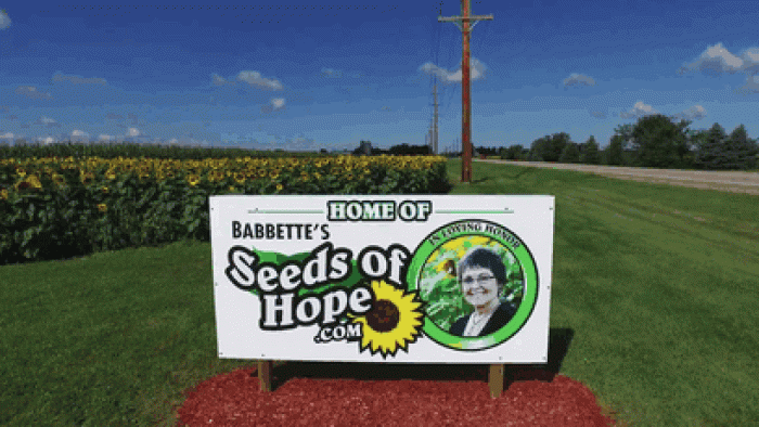 widower-plants-sunflowers-wife-death-cancer-babbettes-seeds-hope-don-jaquish-6