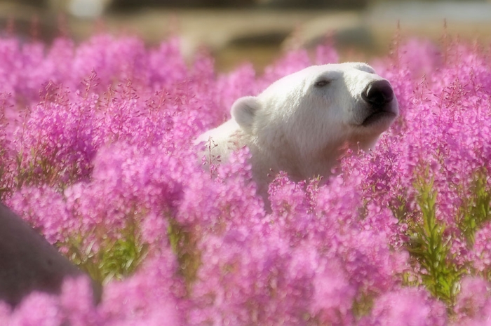 polar-bears-summer-fields-playing-photo-dennis-fast-canada-22
