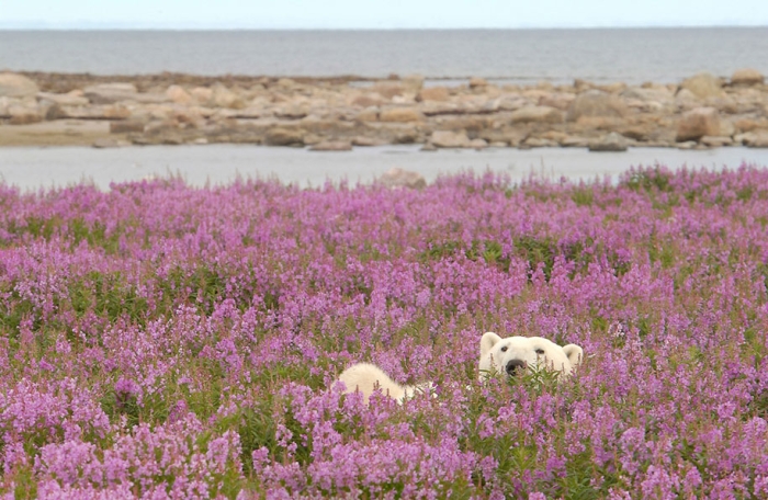 polar-bears-summer-fields-playing-photo-dennis-fast-canada-25