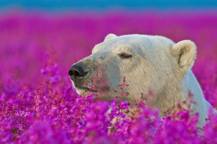 polar-bears-summer-fields-playing-photo-dennis-fast-canada-21
