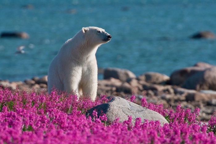 polar-bears-summer-fields-playing-photo-dennis-fast-canada-24