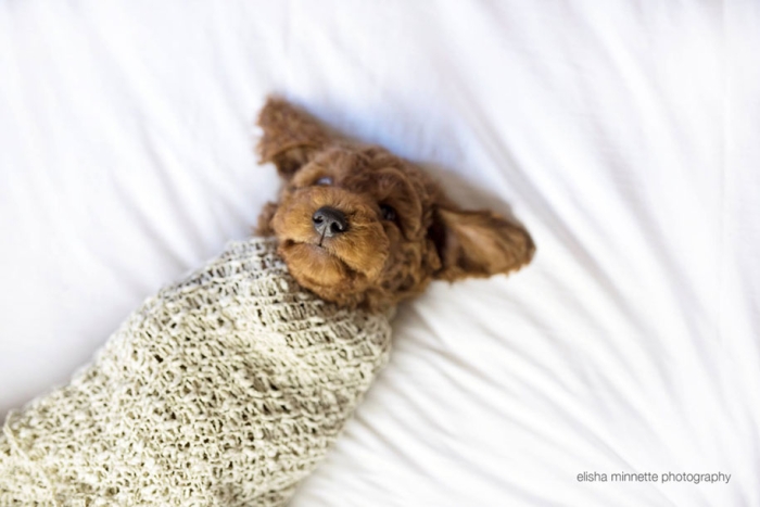 tired-baby-questions-dog-newborn-photoshoot-elisha-minnette-photography-3