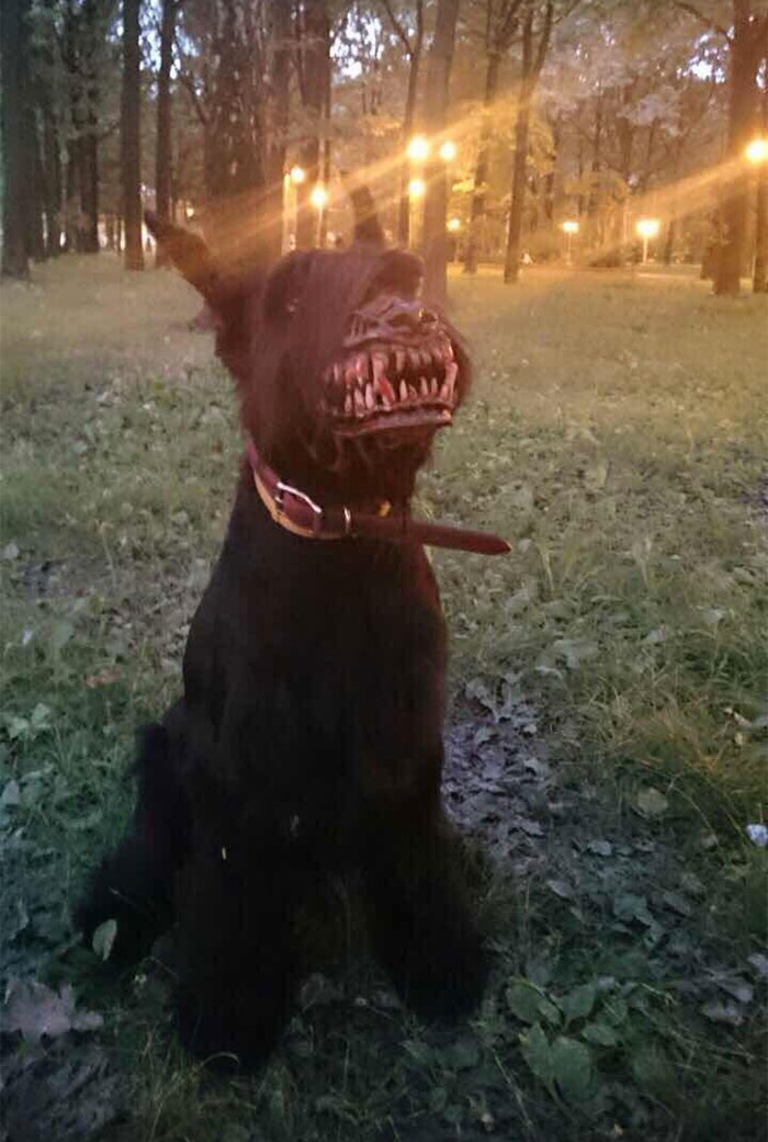 scary-dog-muzzle-werewolf-zveryatam-russia-4