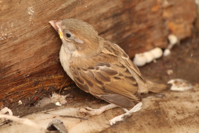 Baby bird