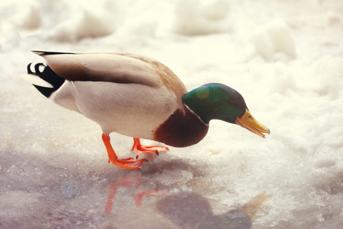 Smiling Duck on The Snowy Ground In Maine.