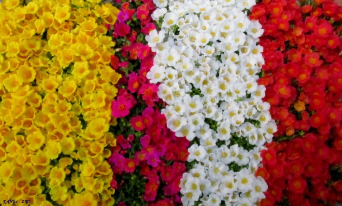 Colors of Flower.