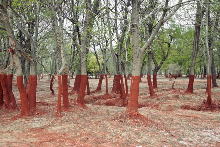 bizarre-strange-real-images-not-photoshop-7