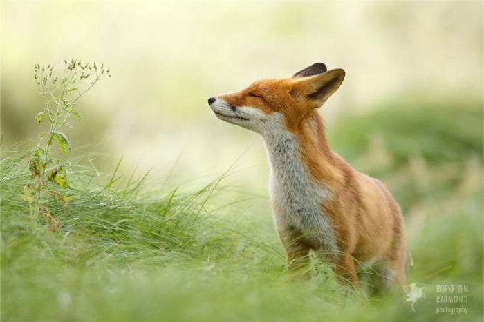 happy-relaxed-animals-zen-foxes-roeselien-raimond-netherlands-6