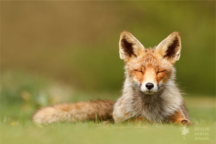 happy-relaxed-animals-zen-foxes-roeselien-raimond-netherlands-1