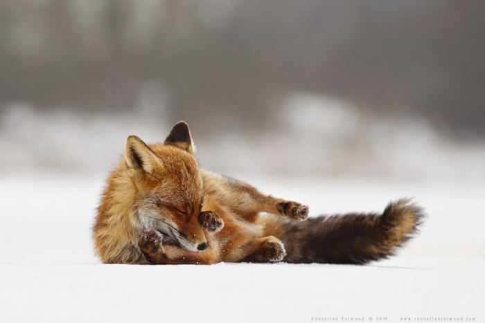 happy-relaxed-animals-zen-foxes-roeselien-raimond-netherlands-14