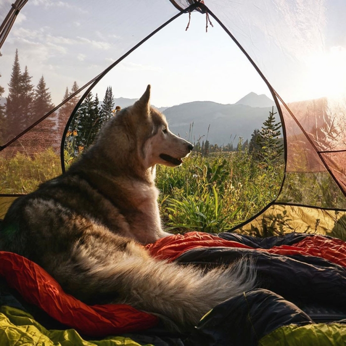 dog-nature-photography-loki-wolfdog-kelly-lund-7