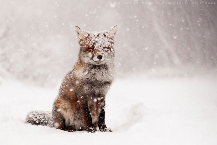 happy-relaxed-animals-zen-foxes-roeselien-raimond-netherlands-15