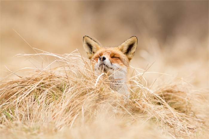 happy-relaxed-animals-zen-foxes-roeselien-raimond-netherlands-3