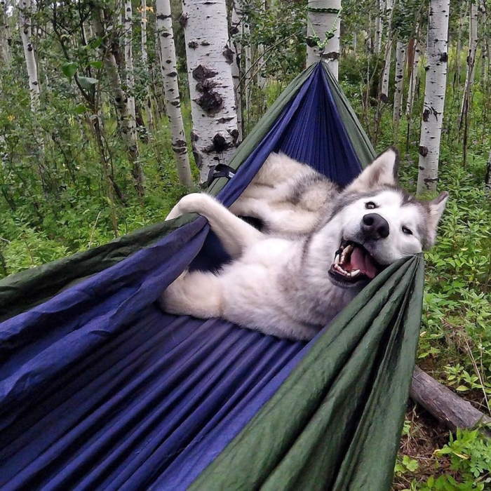 dog-nature-photography-loki-wolfdog-kelly-lund-10